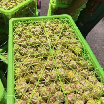 东北姑娘果品质好，市场批发电商全平台一件代发