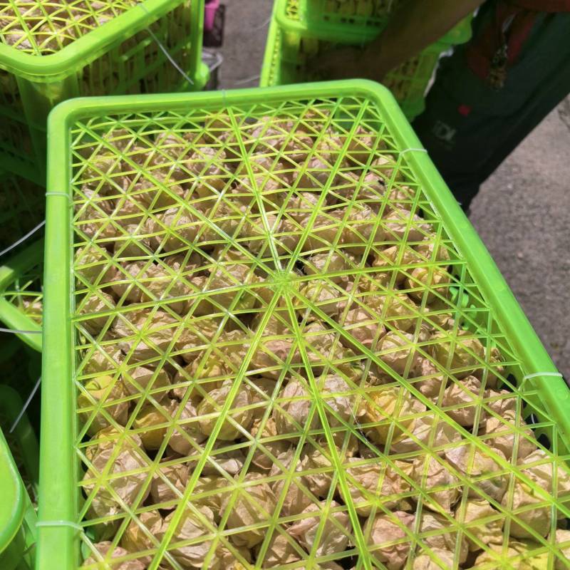 东北姑娘果品质好，市场批发电商全平台一件代发