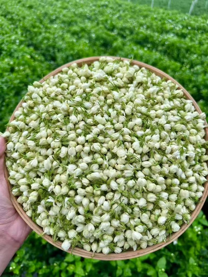 茉莉花干