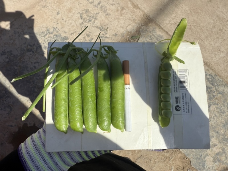 长寿豆荷兰豆豌豆