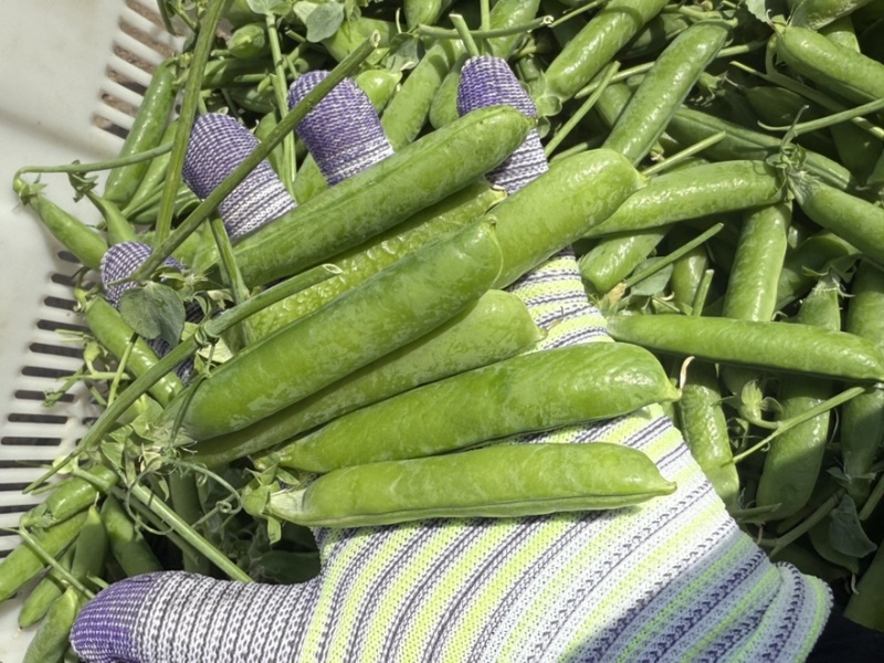 长寿豆荷兰豆豌豆