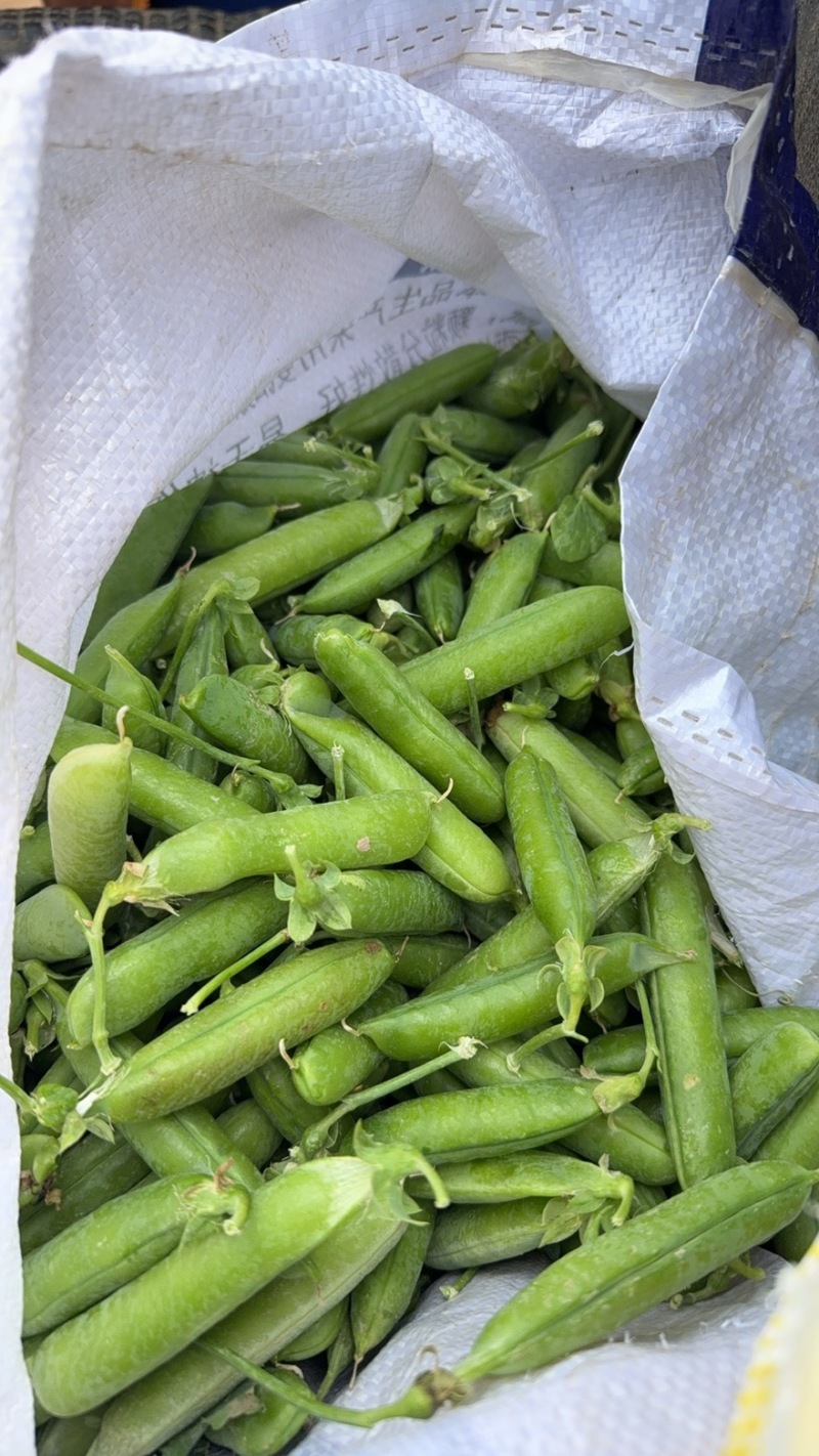 长寿豆荷兰豆豌豆