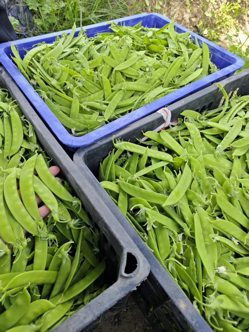 长寿豆荷兰豆豌豆