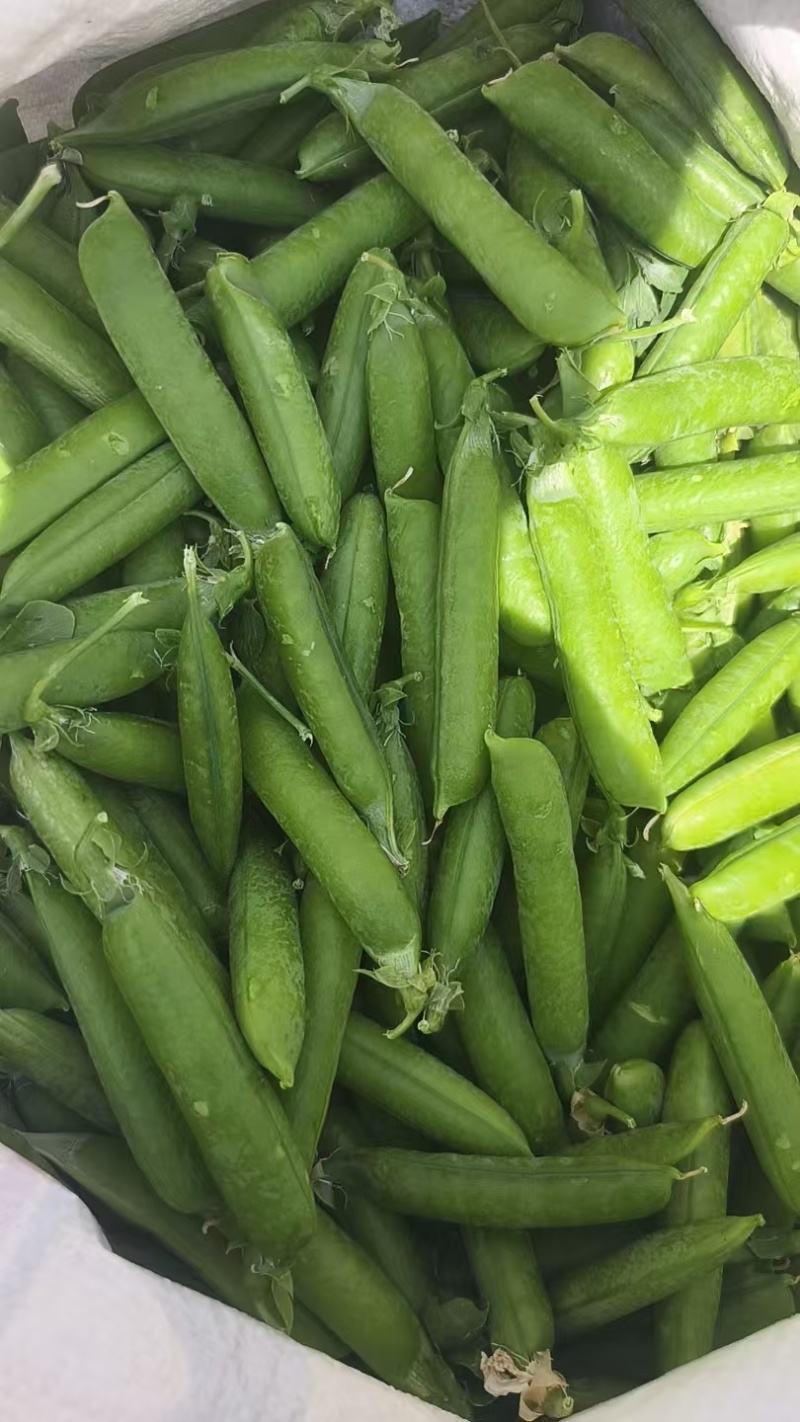 长寿豆荷兰豆豌豆