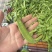 长寿豆荷兰豆豌豆
