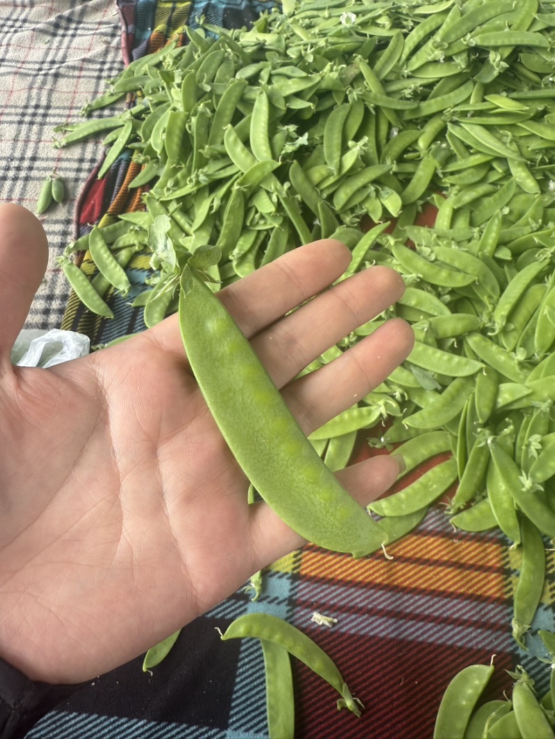 长寿豆荷兰豆豌豆