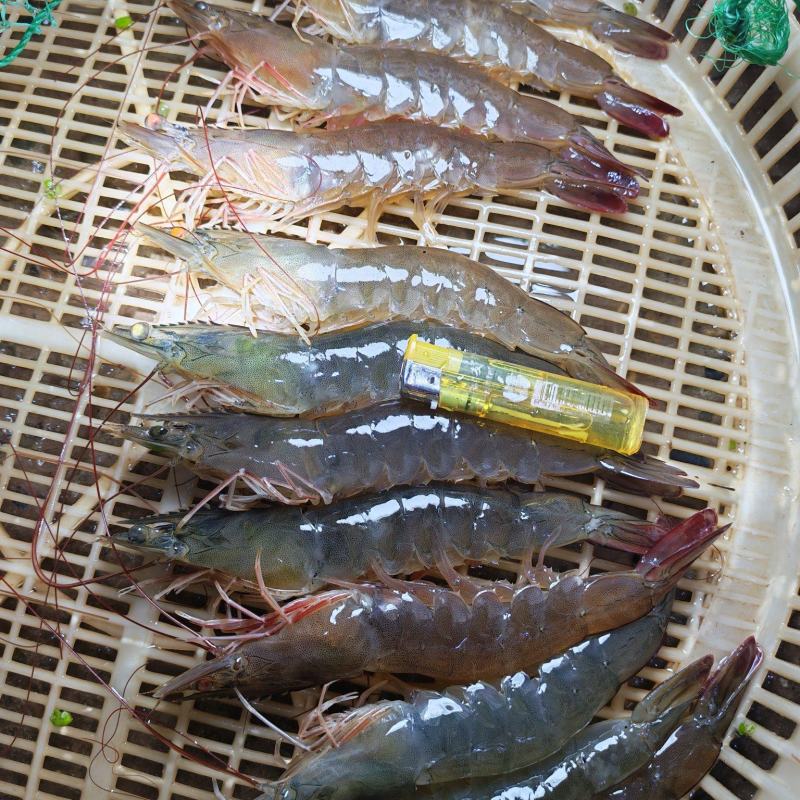 对虾，基围虾