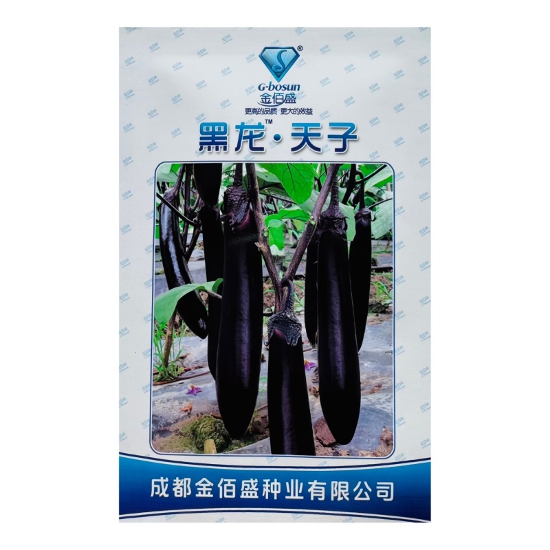 黑龙天子杂交一代黑长茄肉质松软果实长棒型春秋基地