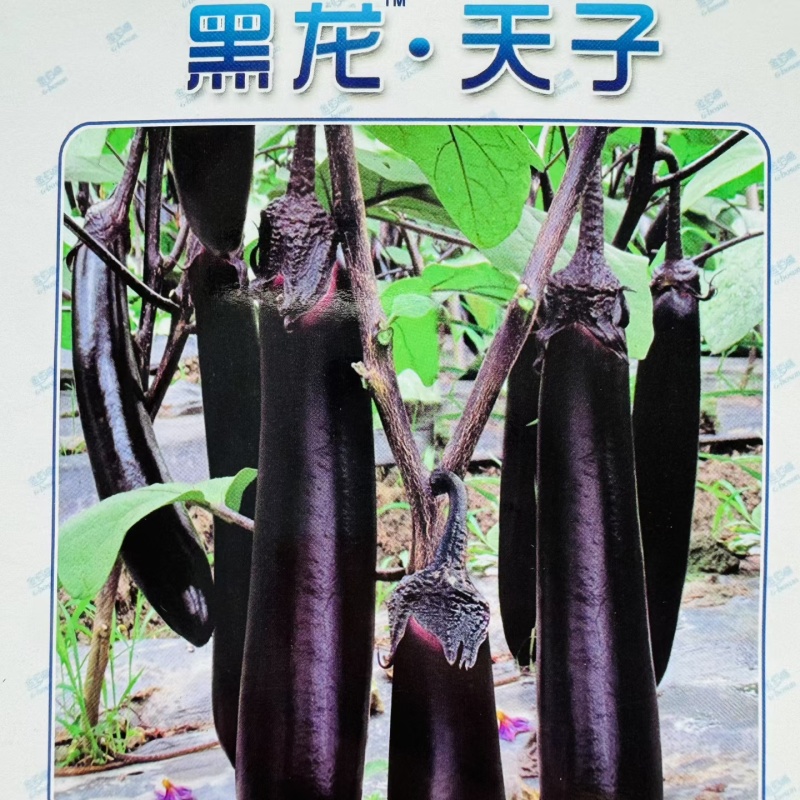 黑龙天子杂交一代黑长茄肉质松软果实长棒型春秋基地
