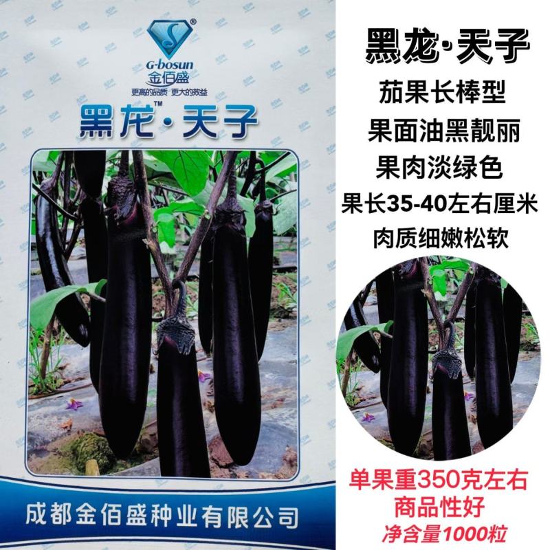 黑龙天子杂交一代黑长茄肉质松软果实长棒型春秋基地