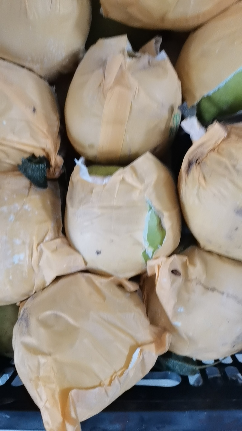 安徽翠玉梨，产地直发，全国供货，诚信经营，可视频看货