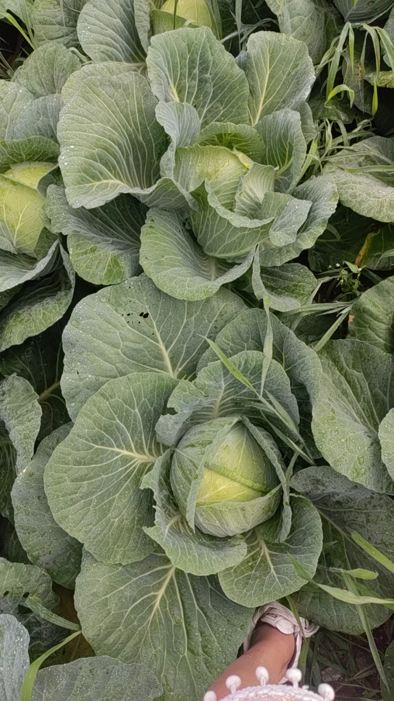 莲花白上市了