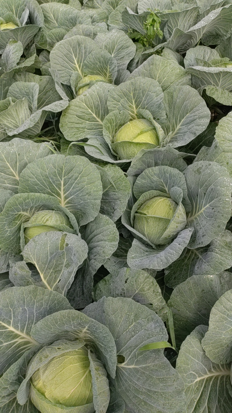 莲花白上市了
