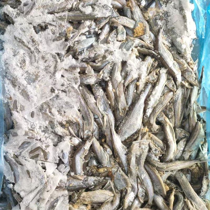 多春鱼母体残体