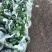 精品花菜苗产地直发成活率高提供技术指导欢迎联系
