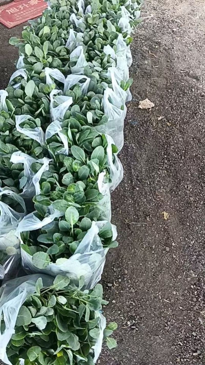 精品花菜苗产地直发成活率高提供技术指导欢迎联系