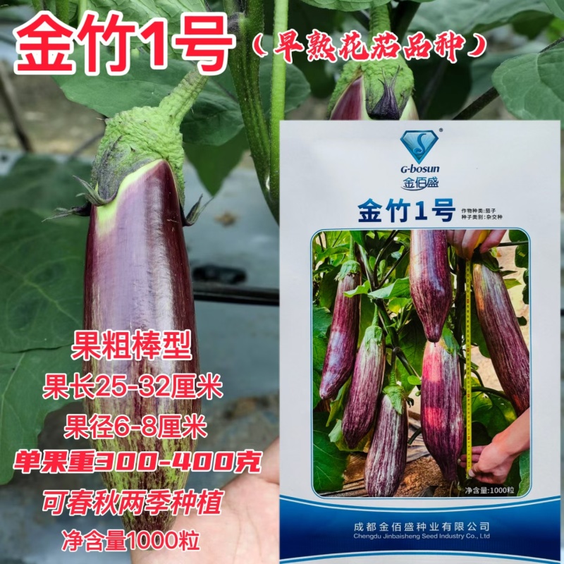 金竹1号早熟花茄品种果实粗棒型商品性好采收期长颜色亮度好