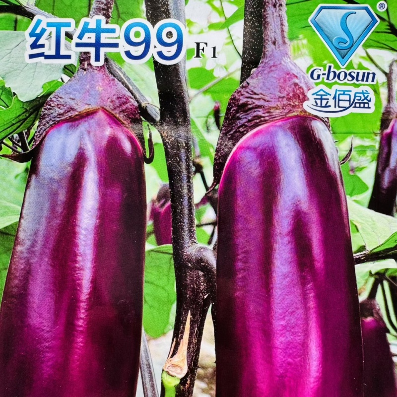 红牛99光泽度好杂交一代紫红茄肉质细嫩货架期长抗病高产基