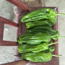 鲜辣椒，芜湖椒，55号，线椒，陇椒，全部高山货，货源足