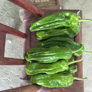 鲜辣椒，芜湖椒，55号，线椒，陇椒，全部高山货，货源足