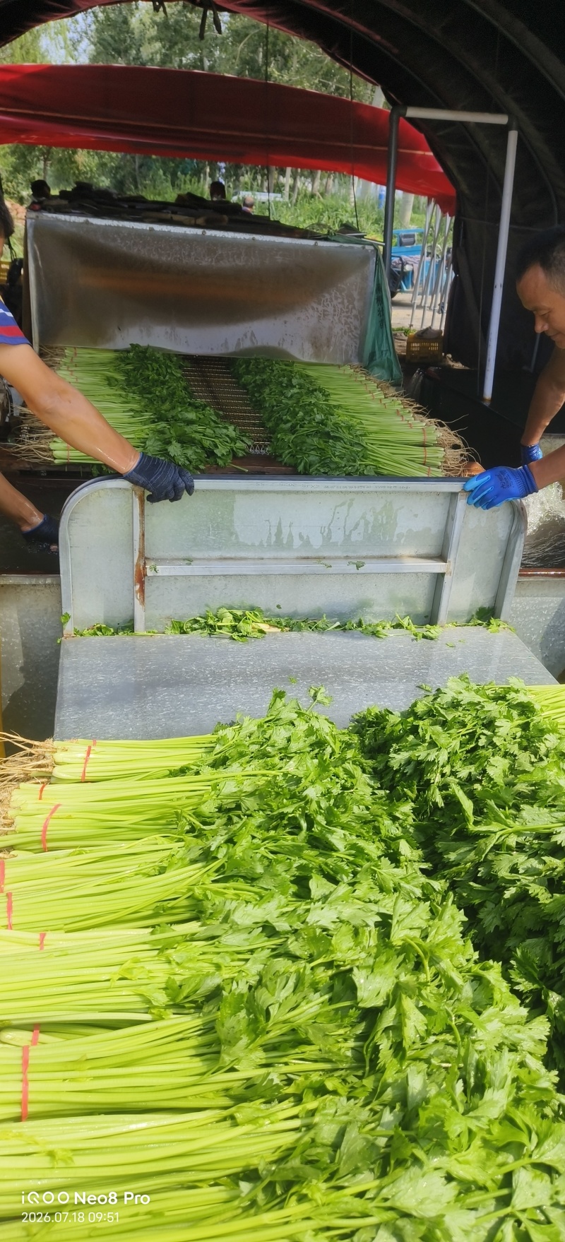 26年头茬香芹，规模大各种包装都有，市场.超市.团购**