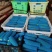 甘肃西葫芦品质保证诚信经营欢迎联系接商超市场电商