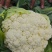 甘肃花菜品质保证诚信经营欢迎联系接商超市场电商