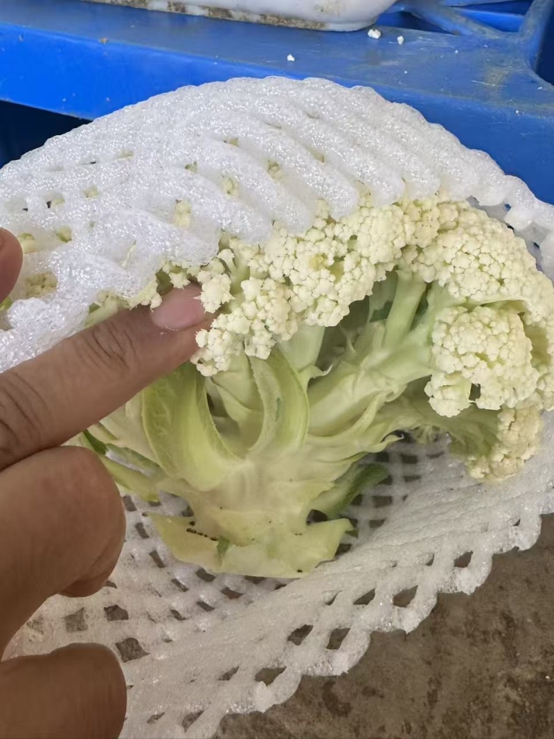 甘肃花菜品质保证诚信经营欢迎联系接商超市场电商