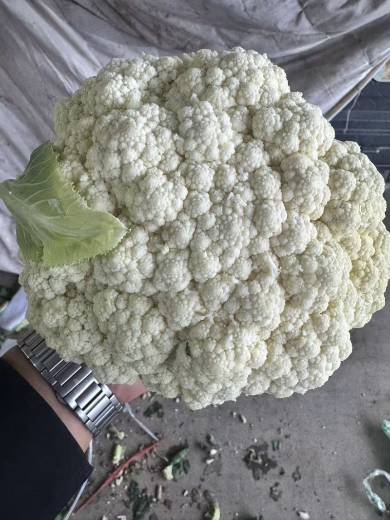 甘肃花菜品质保证诚信经营欢迎联系接商超市场电商