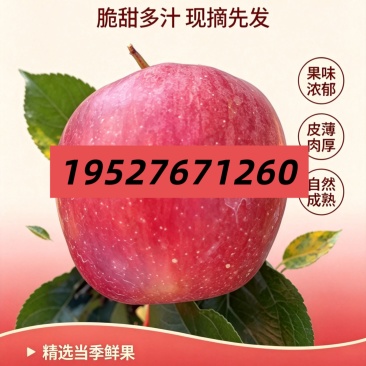 云南华硕苹果大量上市，对接全国电商市场