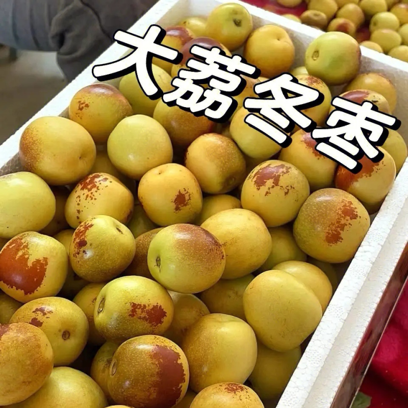 《冬枣》陕西冬枣/陕西鲜枣/原产地直供/现摘现卖全国发货