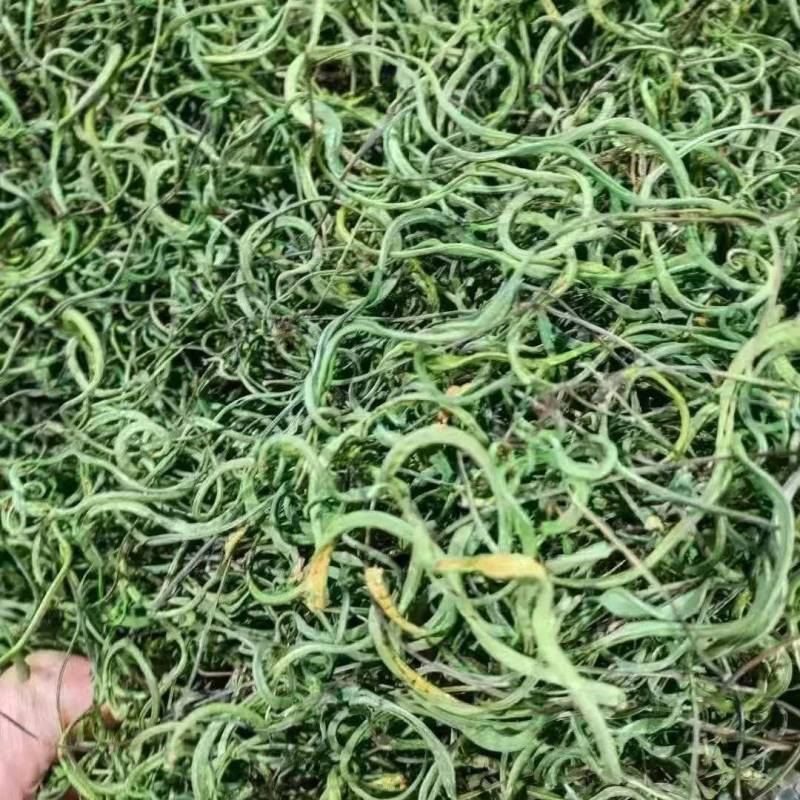 化石草深山老林化石草猫须草肾精草云南化石草大货批发