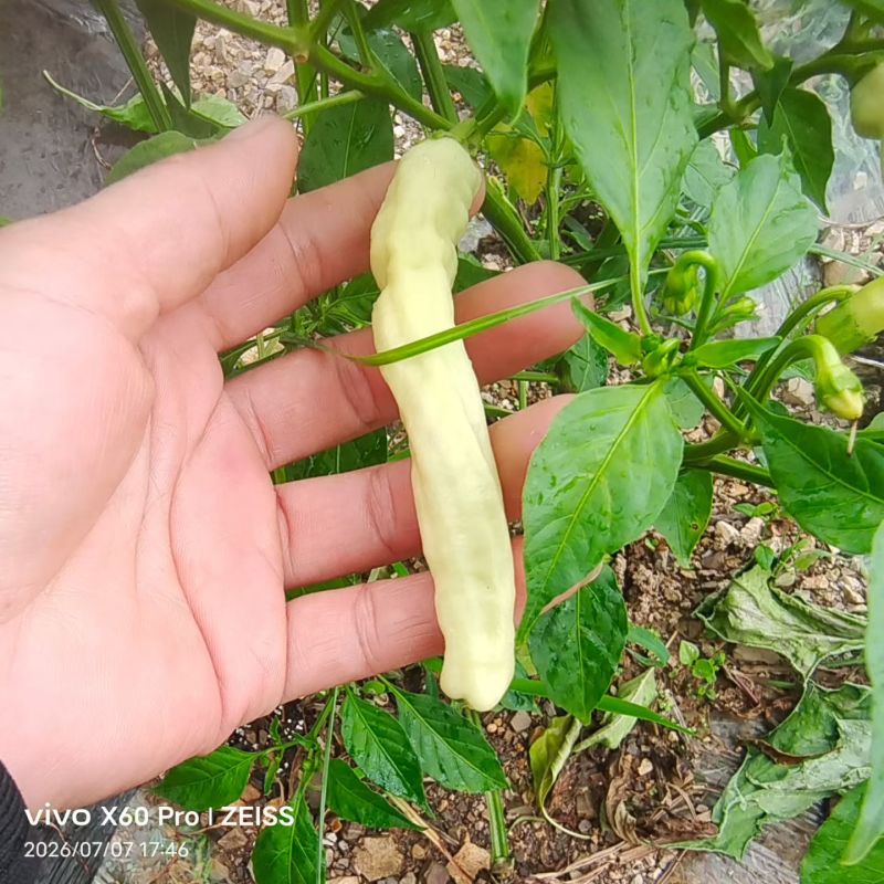 白椒鲜