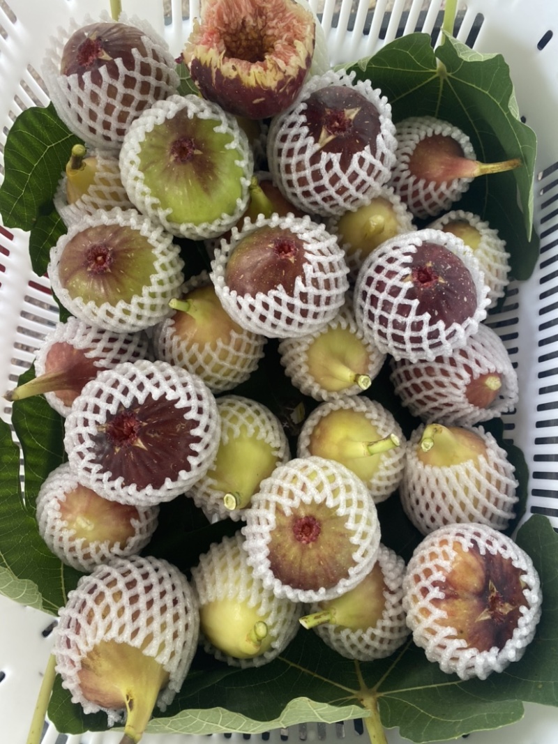 无花果