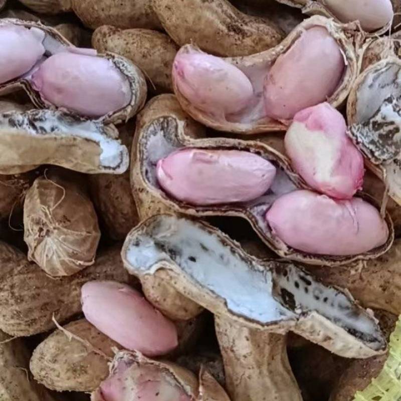 沙地大白沙花生、不带土、颗粒饱满、基地直供、量大从优、
