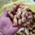 沙地大白沙花生、不带土、颗粒饱满、基地直供、量大从优、