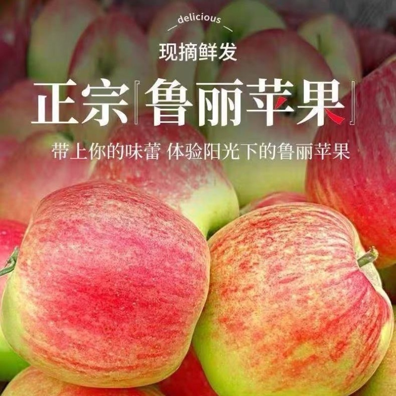山东产地精品鲁丽苹果价格便宜货源充足量大