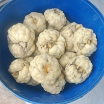 江西吉安精品菜百何