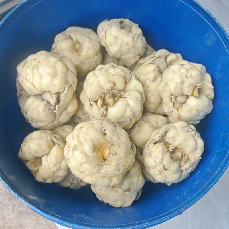 江西吉安精品菜百何