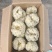 江西吉安精品菜百何