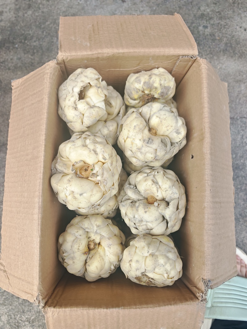 江西吉安精品菜百何