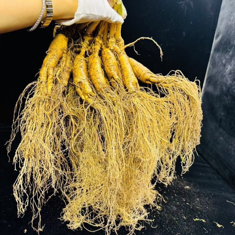产地林下参嘎嘎新鲜个别有瑕疵，泡酒泡汤值得推荐性价比高！