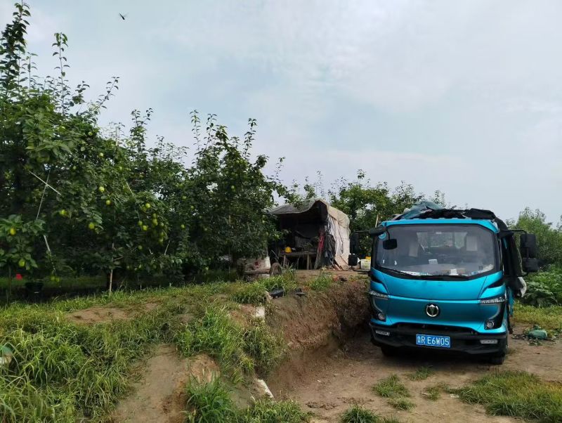 山东现货早酥梨生产基地皮薄多汁香酥梨现货大量供应