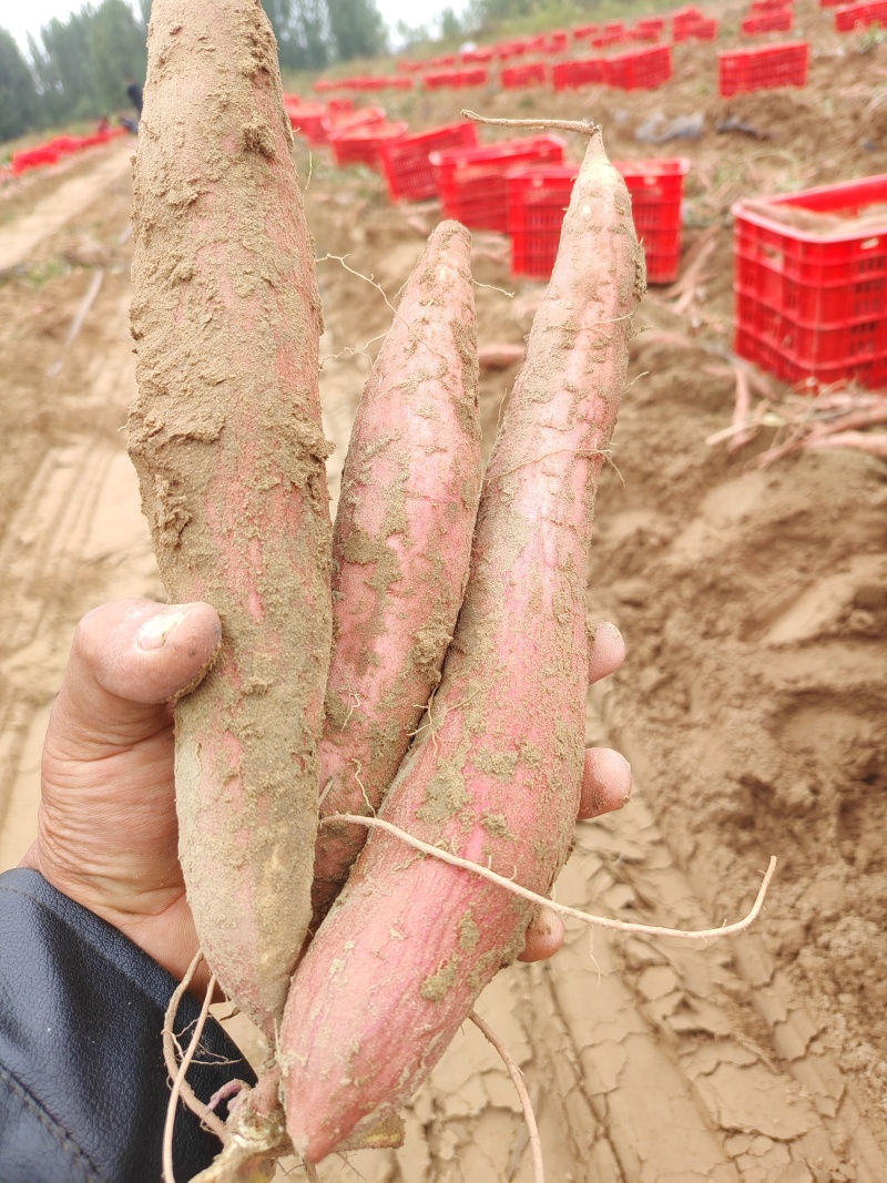 河北廊坊，大量出售，冰淇淋，白哈密，