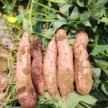 河北廊坊，大量出售，冰淇淋，白哈密，
