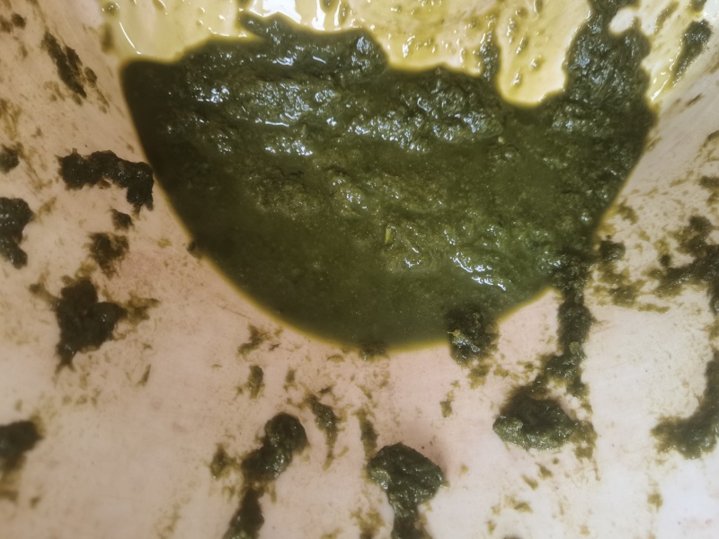 纯绿色***2026鲜花椒酱