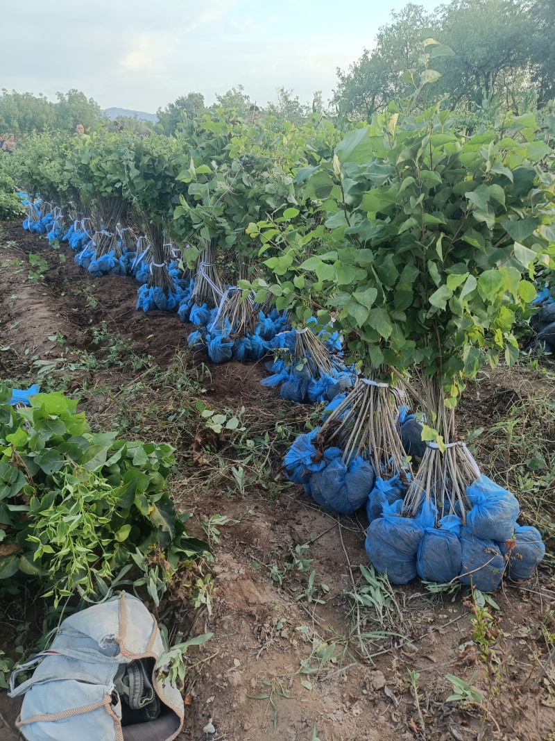 精品丁香成品苗，基地自产自销