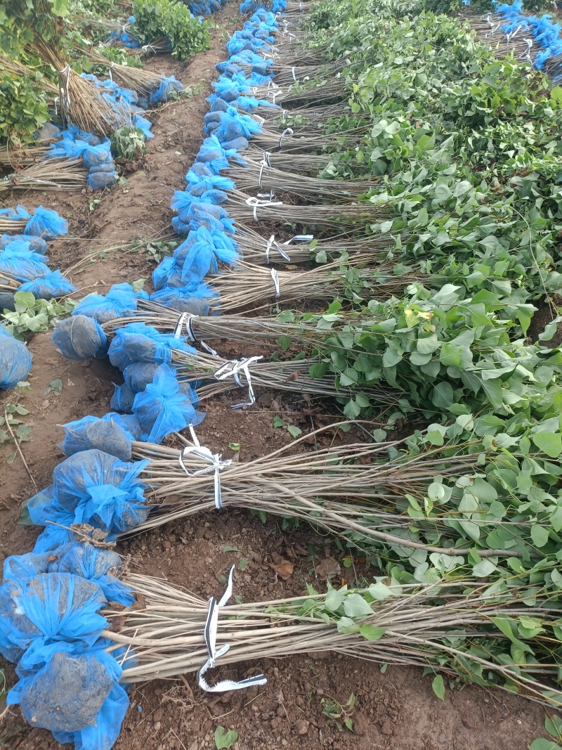 精品丁香成品苗，基地自产自销