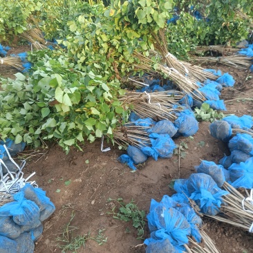 精品丁香成品苗，基地自产自销