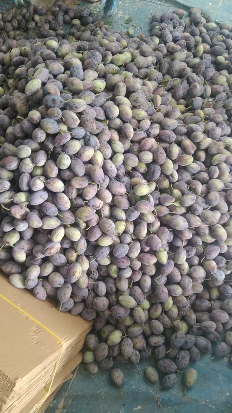 【热卖】天水西梅法兰西梅大量上市价格美丽欢迎来电洽谈